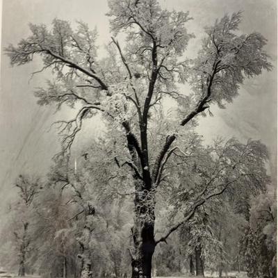 Pair of Vintage Framed Ansel Adams Prints - Oak Tree Snowstorm Yosemite & Oak Tree Sunset City