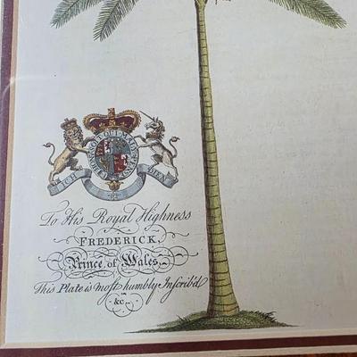 Antique-Style Palm Tree Botanical Prints Framed Pair Royal Barbados Engravings