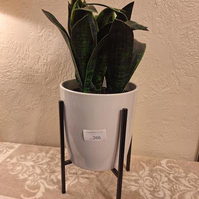 artifical snake palnt or mother in laws tounge plant