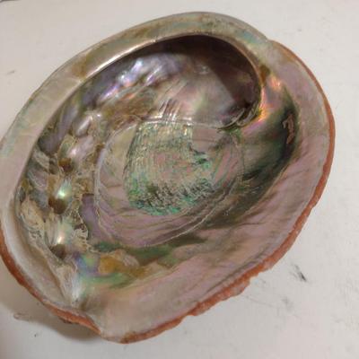 Large Abalone Shells- Three Pieces