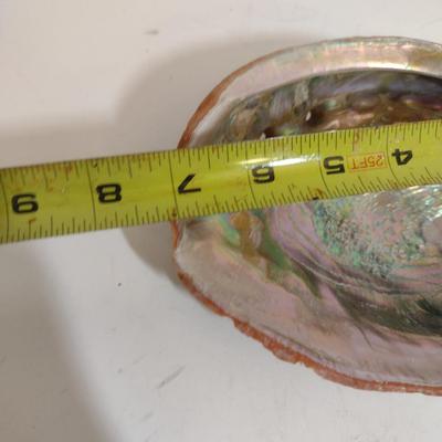 Large Abalone Shells- Three Pieces