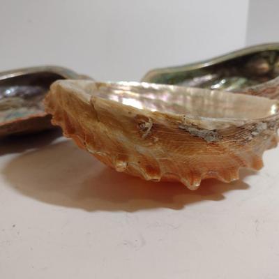 Large Abalone Shells- Three Pieces