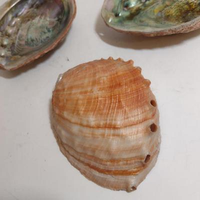 Large Abalone Shells- Three Pieces
