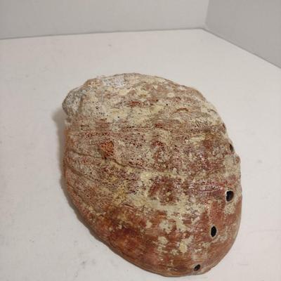 Large Abalone Shells- Three Pieces