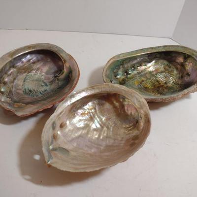 Large Abalone Shells- Three Pieces