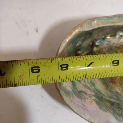 Large Abalone Shells- Three Pieces