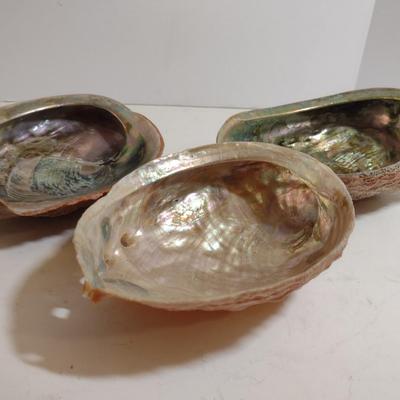 Large Abalone Shells- Three Pieces