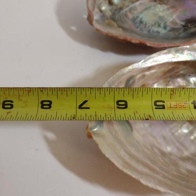 Large Abalone Shells- Three Pieces