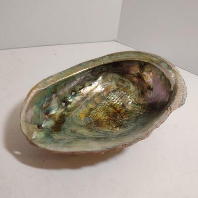 Large Abalone Shells- Three Pieces