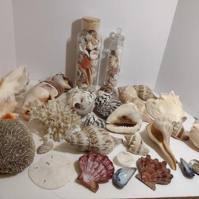 Large Collection of Seashells
