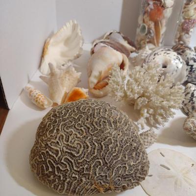 Large Collection of Seashells