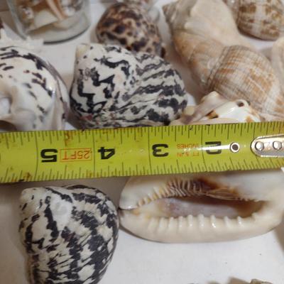 Large Collection of Seashells