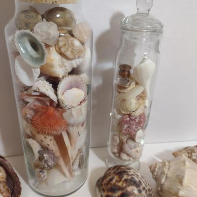 Large Collection of Seashells