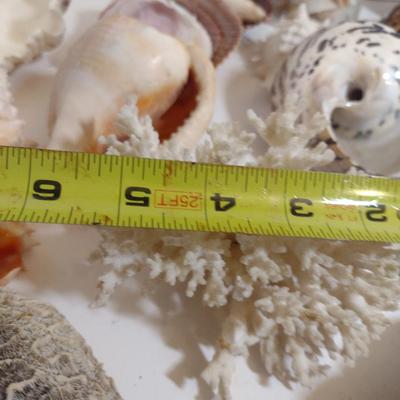 Large Collection of Seashells