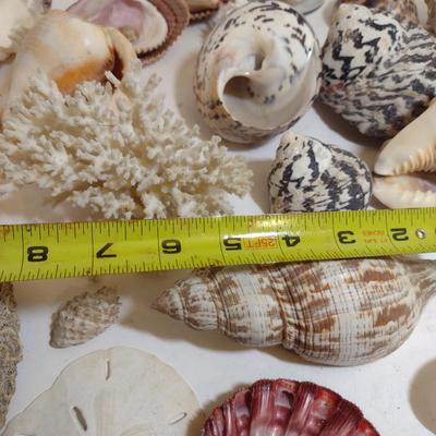 Large Collection of Seashells