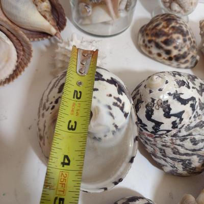 Large Collection of Seashells