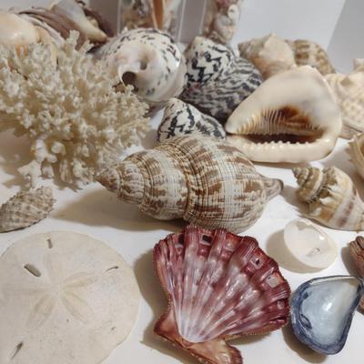 Large Collection of Seashells