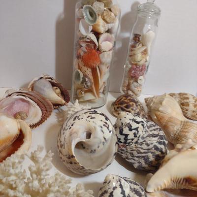 Large Collection of Seashells
