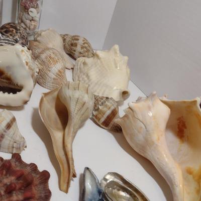 Large Collection of Seashells