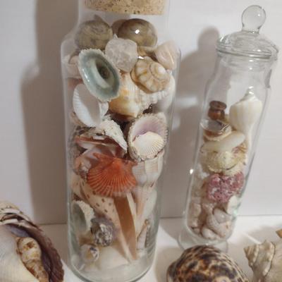 Large Collection of Seashells