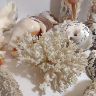 Large Collection of Seashells