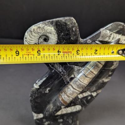Polished Orthoceras Fossil Display Slab
