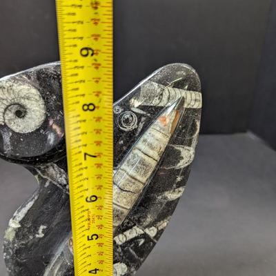 Polished Orthoceras Fossil Display Slab