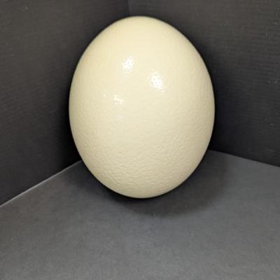 Large Ostrich Egg Hollow