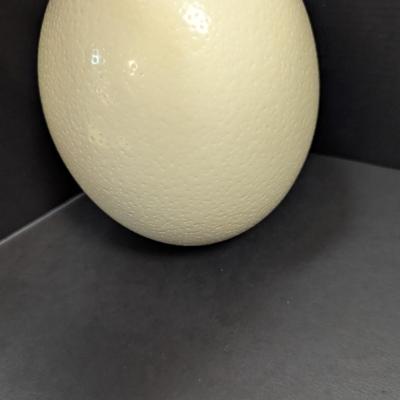 Large Ostrich Egg Hollow