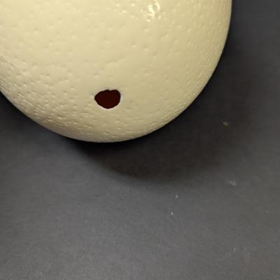 Large Ostrich Egg Hollow