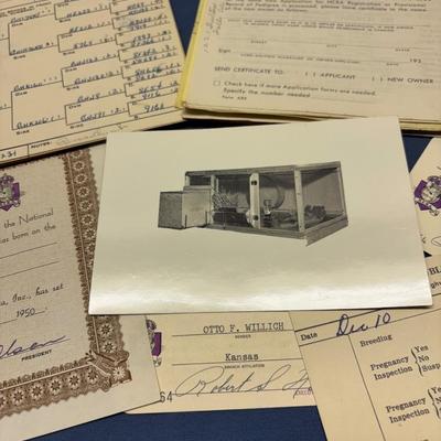 National Chinchilla Lot