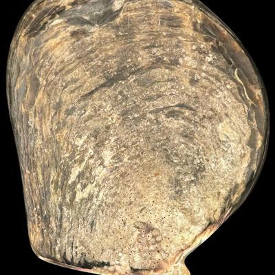 Artist Signed Carved Nacre Shell