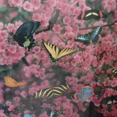 Framed Print of the Butterfly Callaway Gardens Choice F