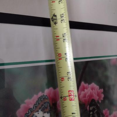 Framed Print of the Butterfly Callaway Gardens Choice F