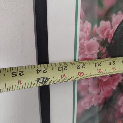 Framed Print of the Butterfly Callaway Gardens Choice F