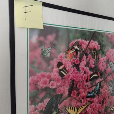 Framed Print of the Butterfly Callaway Gardens Choice F