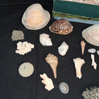 A COLLECTION OF SEASHELLS