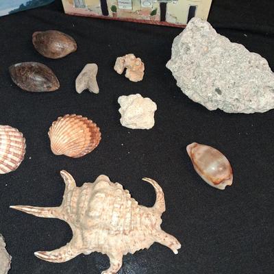 A COLLECTION OF SEASHELLS