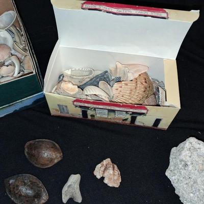 A COLLECTION OF SEASHELLS