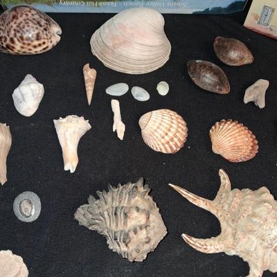 A COLLECTION OF SEASHELLS