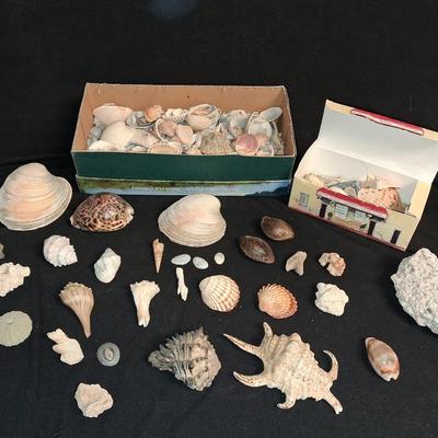 A COLLECTION OF SEASHELLS
