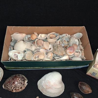 A COLLECTION OF SEASHELLS