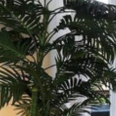 Sale Photo Thumbnail #161:  Palm tree  accents 6-7’