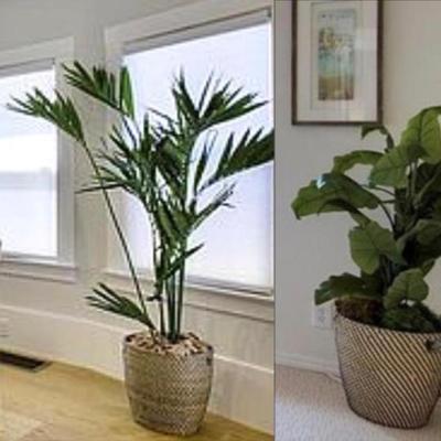 Sale Photo Thumbnail #162: Designer Florida Palm (qty 4)
- Medium fan leaf tree (qty 5)