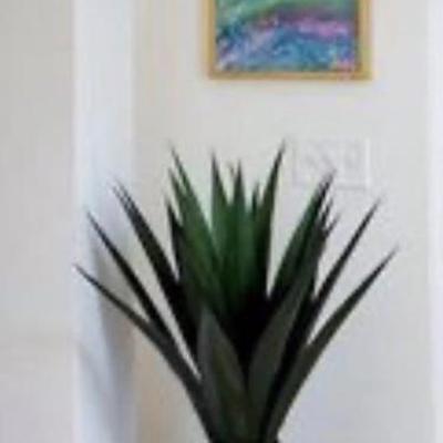 Sale Photo Thumbnail #163:  Modern Yucca in Designer woven basket  