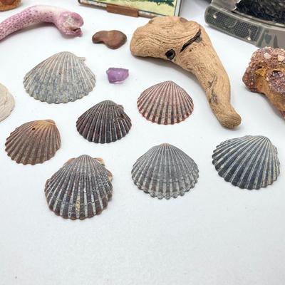 LOT 35: Vintage Adventure / Outdoor Collectibles - Rocks / Stones, Shells, Camping, Tools and More