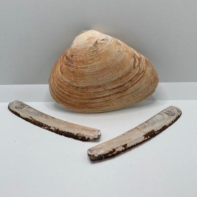 LOT 35: Vintage Adventure / Outdoor Collectibles - Rocks / Stones, Shells, Camping, Tools and More