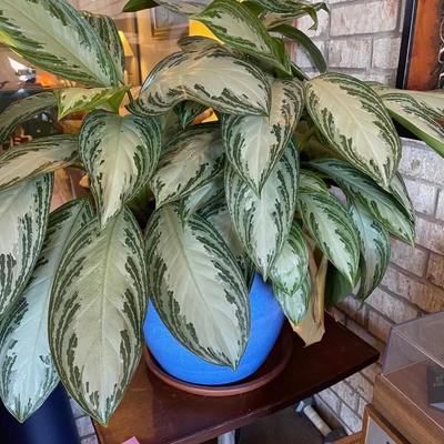 Aglaonema 'Silver Bay' in Pot