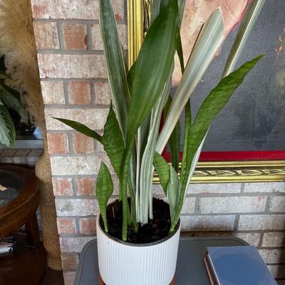 Snake Plant in Pot
