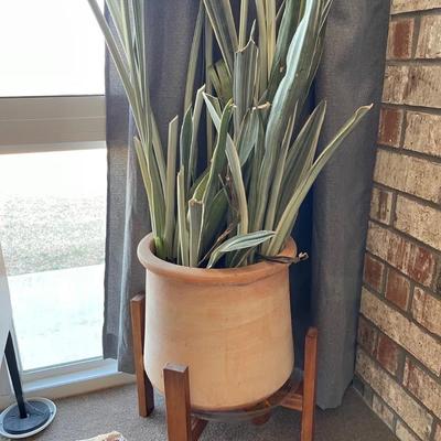 Snake Plant in Pot